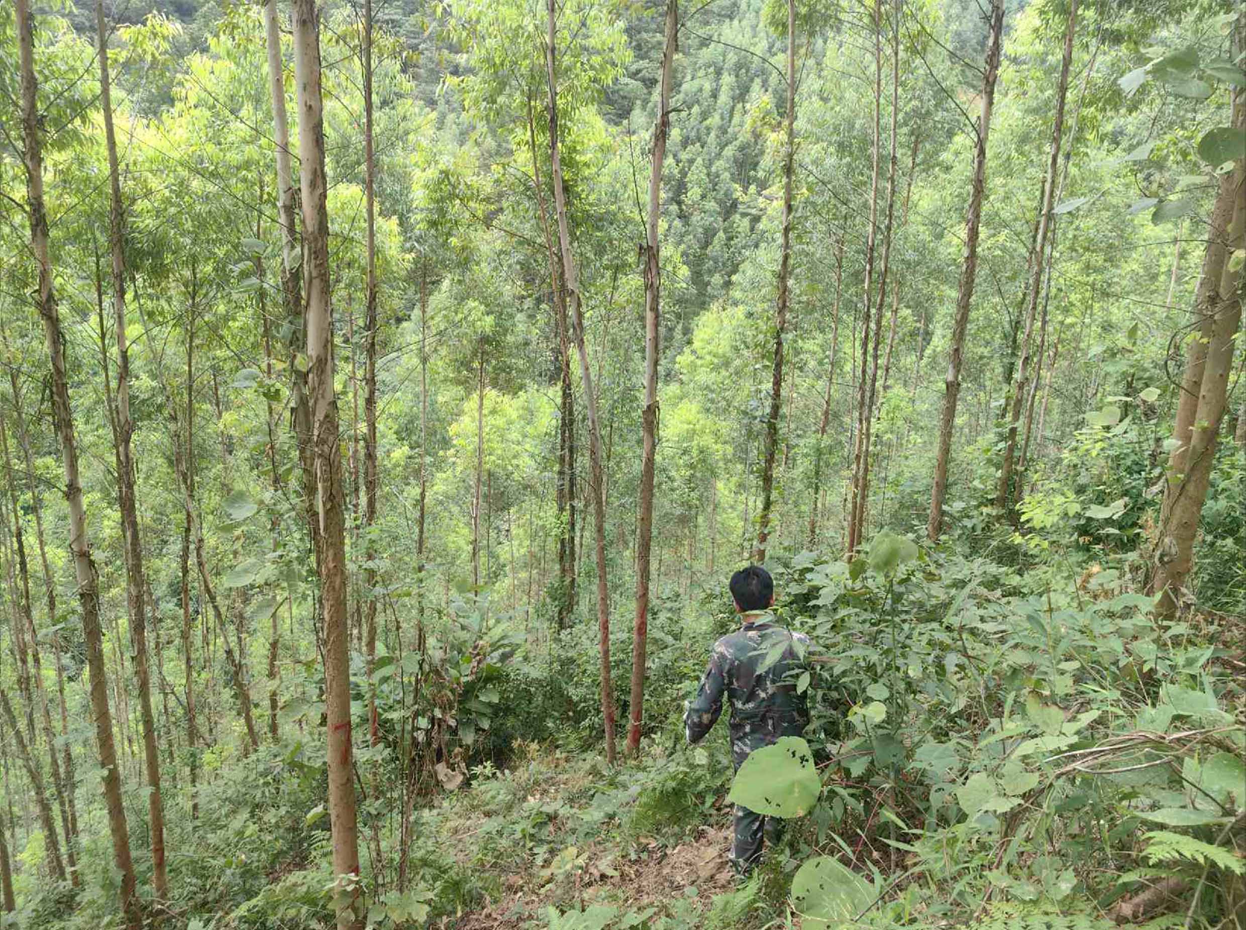 ΡΡɽ����ɽ�䣬�����������������̺��������������泤��